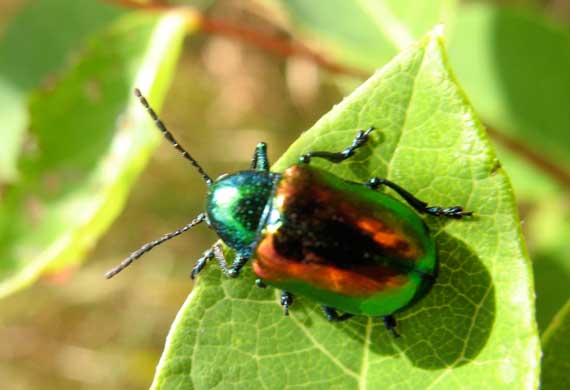 beetle_iridescent_UP.jpg