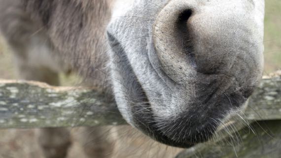 Begging burro nose