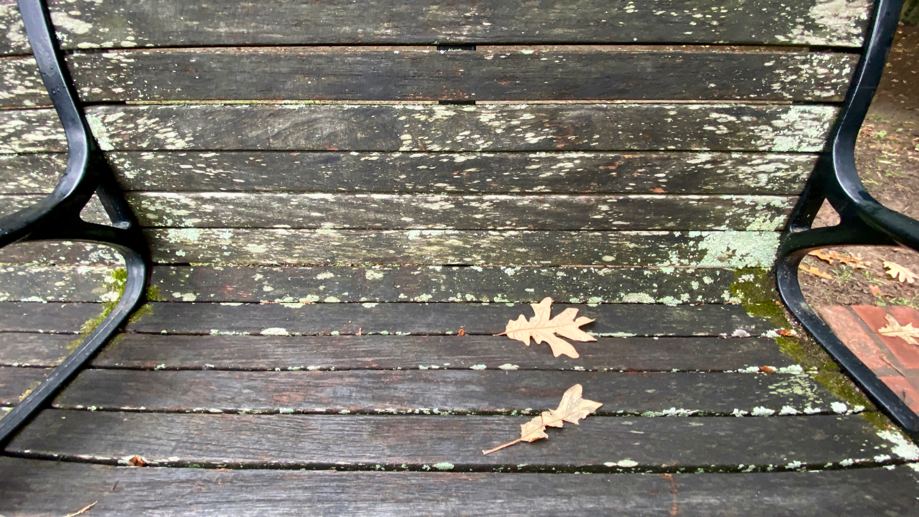 Bench of leaves