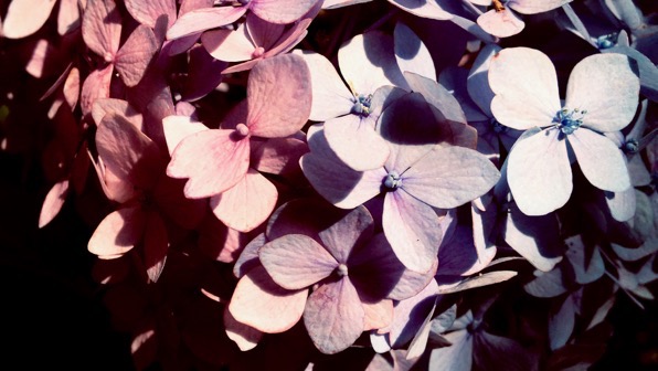 Bicolor hydrangea