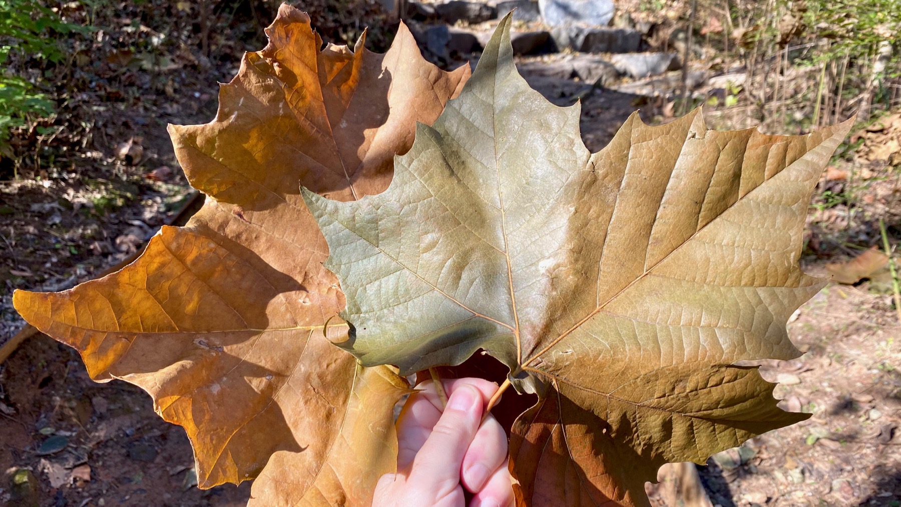 Big sycamore leaves