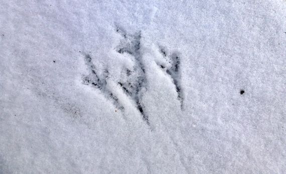 Bird tracks in snow on step