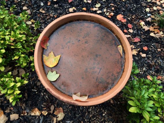 Birdbath leaves