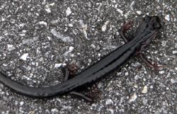 Black salamander