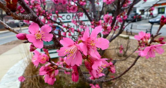 Blooms against sign