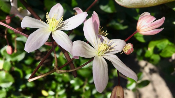 Blooms vine