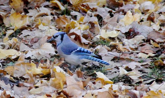 Blue jay in yellowy leaves