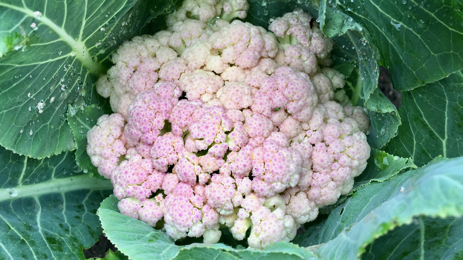 Blushing cauliflower