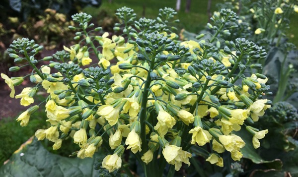 Broccoli flors