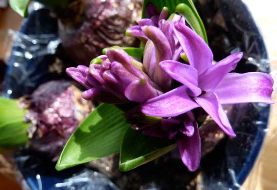 bulb_hyacinth_begins_to_open.jpg