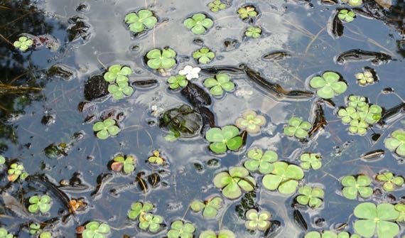 Bullfrog peeking