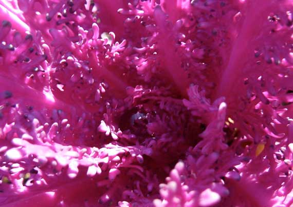 cabbage_lacy_purple_winter.jpg