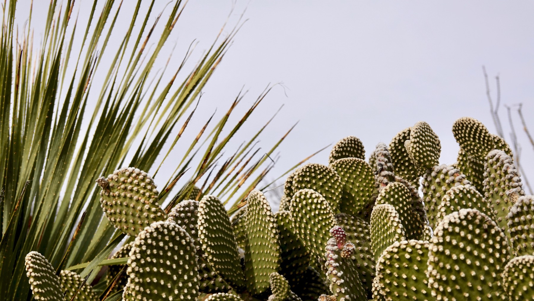 Cactus view