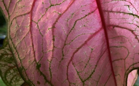 Caladium leaf detail