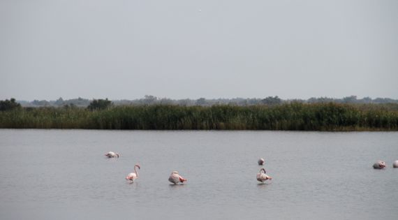 Camargue flamingoes wading overcast