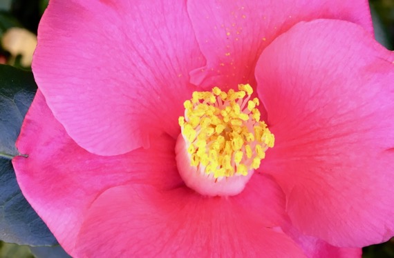 Camellia CU pollen