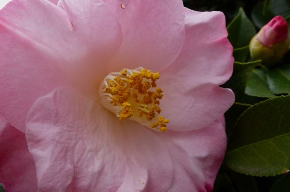 Camellia bloom and bud w droplet
