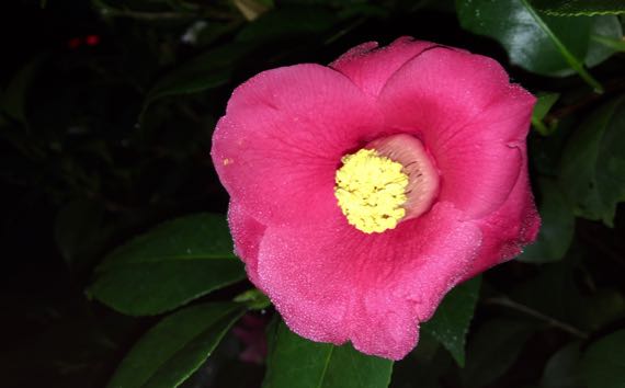 Camellia flash
