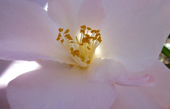 Camellia from show 2011