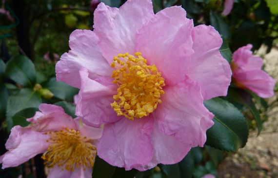 camellia_of_the_fall_2010.jpg