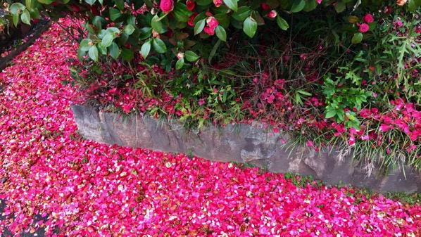 Camellia petals down