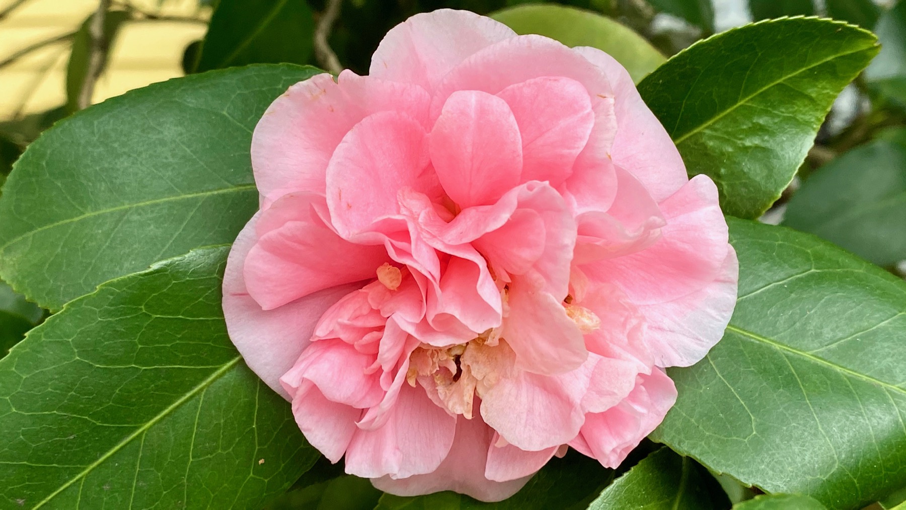 Camellia pink