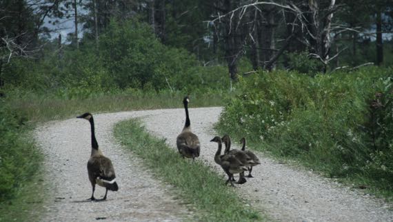 Canada goose family snwr