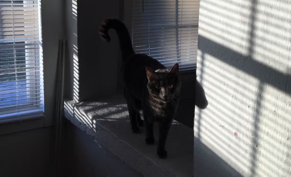 Cat in sun w shadows