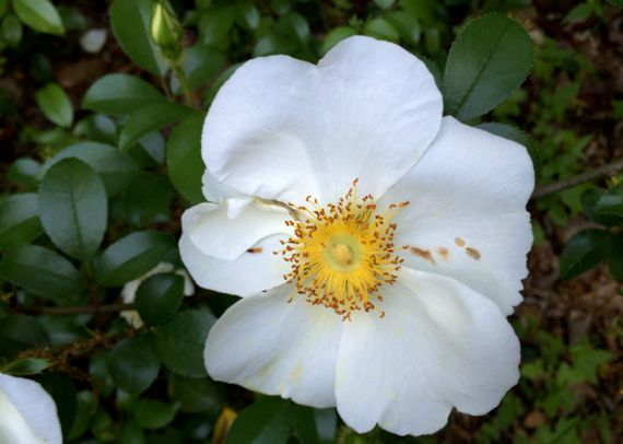 Cherokee rose abloom