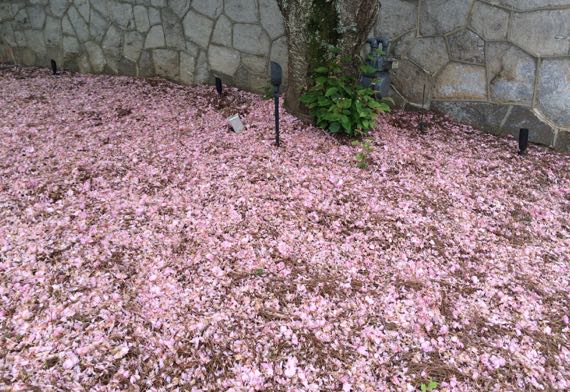 Cherry petal carpet