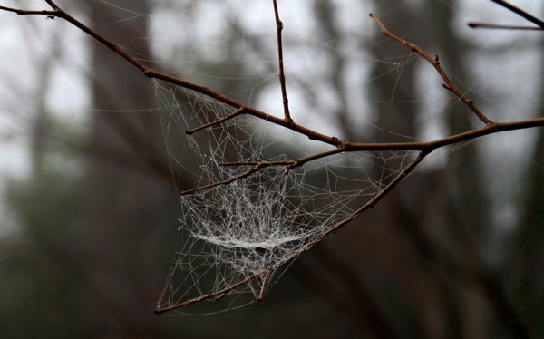 Cobweb in fading fog