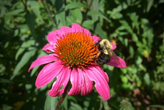 Coneflower bumblebee