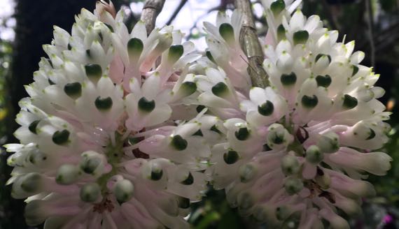 Conservatory closeup