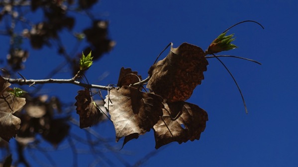 Cottonwood buds