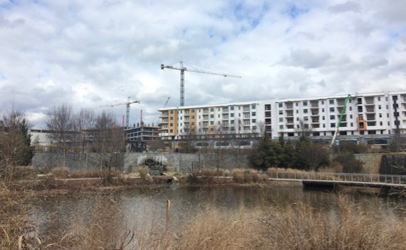 Cranes shepherding new construction