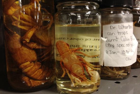 Crayfish collection sample NatHist