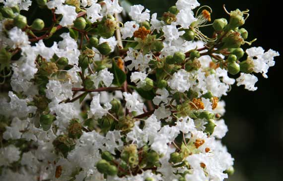 Crepe myrtle white