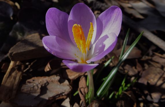 Crocus de bot garden jan