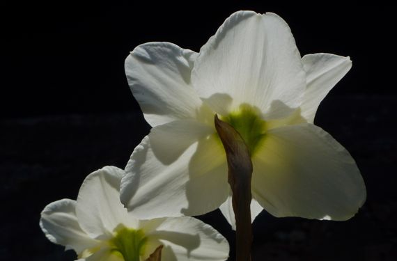 Daffie duo backlit white