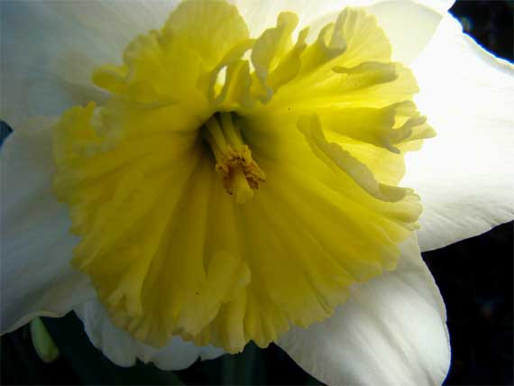 daffodil_center_CU.jpg
