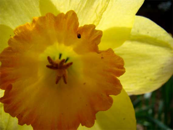 daffodil_yellowyorange.jpg