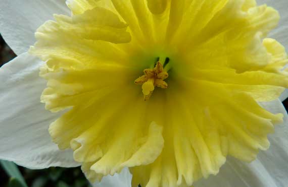 daffodil_bloom_center_2010.jpg