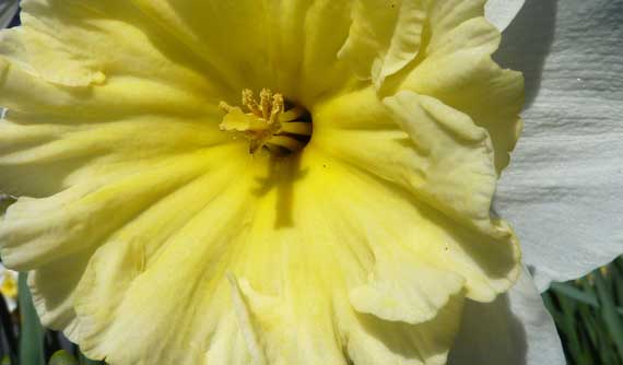 daffodil_center_yellow_white.jpg
