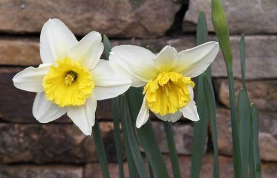 daffodil_duo_2010.jpg