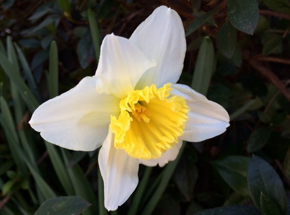 Daffodil front