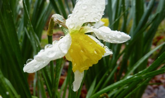 Daffodil right after the rain stopped
