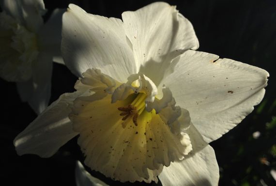 Daffodil whitish backlit