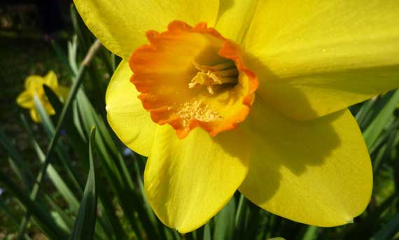 daffodil_yellow_old_fashioned_2010.jpg