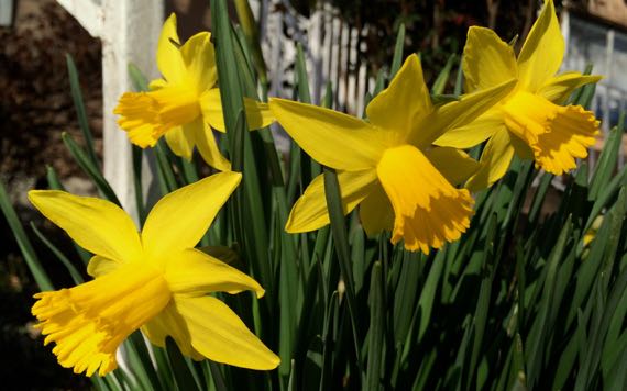 Daffodils a bloomin