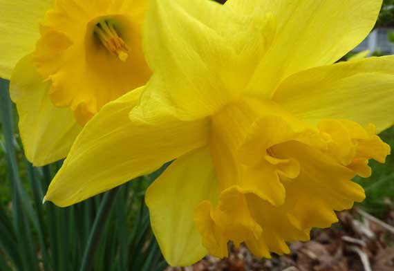 daffodils_very_yellow_2010.jpg